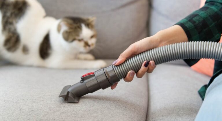 5 Essential Tips for Cleaning Pet Hair from Furniture And Carpets