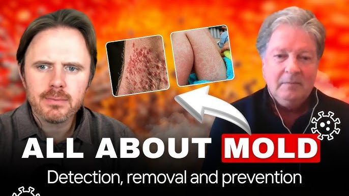 Effective Mold Removal And Prevention Tips